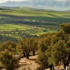 Spectacular view of the fertile valleys of the city of Moulay Idriss in the province of Meknes, Morocco