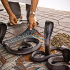 Show with snake charmers in Djemaa El Fna Square in Marrakech, Morocco