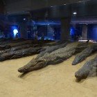 Mummified crocodiles preserved inside the Museum of the God Sobek (Museum of the Crocodile God), not far from the Temple of Kom Ombo