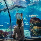 Details of marine flora, sharks, and rays seen from the underwater tunnel of the Port Vell Aquarium in Barcelona