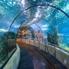 Spectacular view of the fish from the marine tunnel of the Port Vell Aquarium in Barcelona