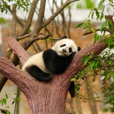 10-day China tour with Chengdu